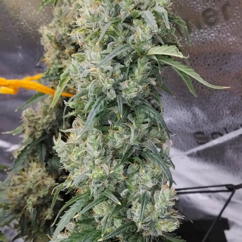 Super Skunk growlog timeline photo