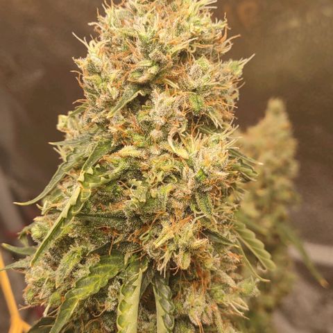 Super Skunk growlog timeline photo