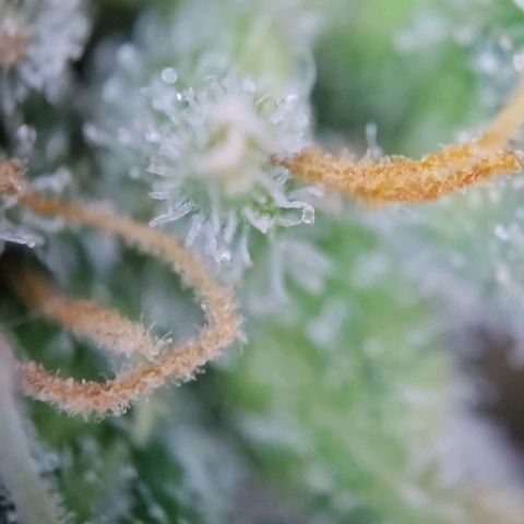 Super Skunk growlog timeline photo