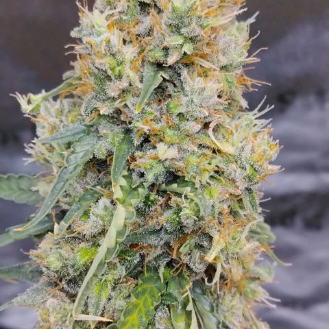 Super Skunk growlog timeline photo