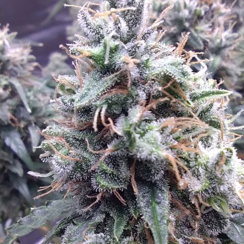 Super Skunk growlog timeline photo