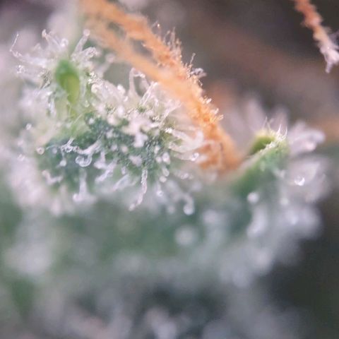 Super Skunk growlog timeline photo