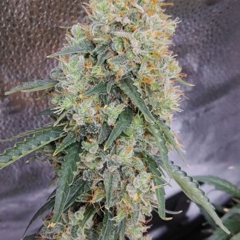 Super Skunk growlog timeline photo