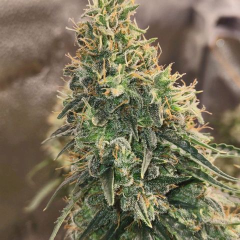Super Skunk growlog timeline photo