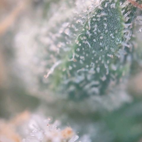 Super Skunk growlog timeline photo