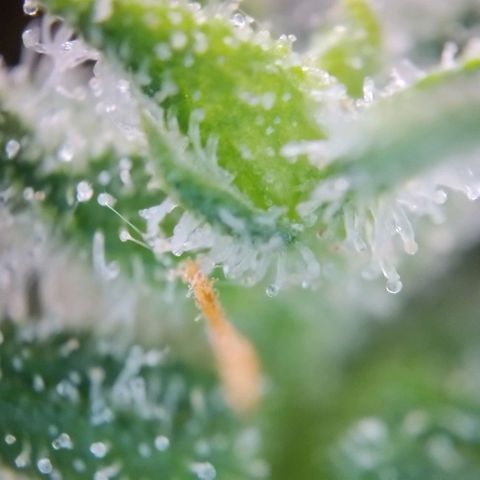 Super Skunk growlog timeline photo