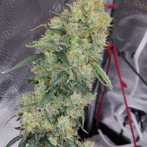 Super Skunk growlog timeline photo