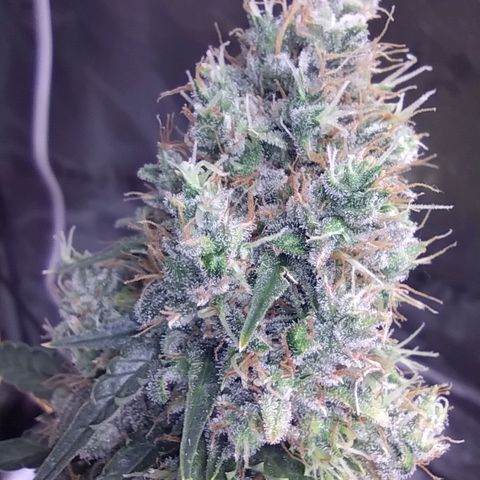 Super Skunk growlog timeline photo