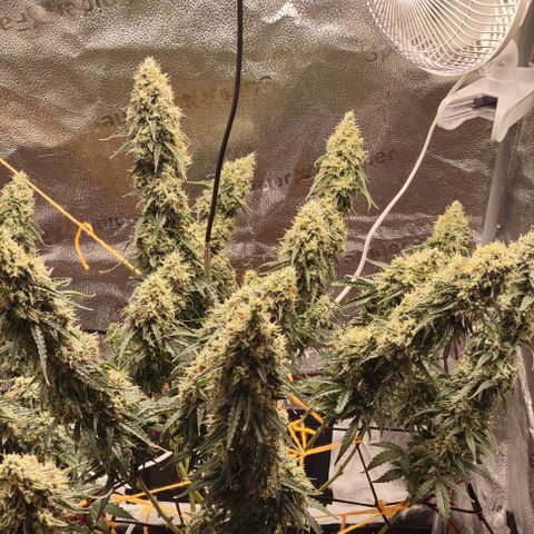 Super Skunk growlog timeline photo
