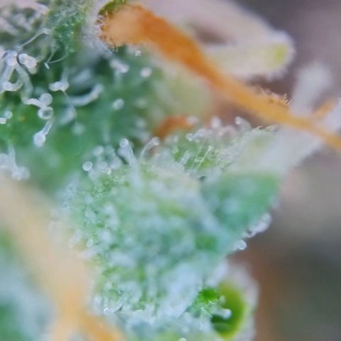 Super Skunk growlog timeline photo