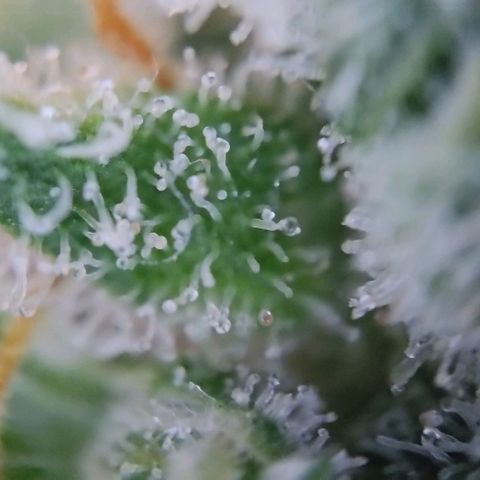 Super Skunk growlog timeline photo