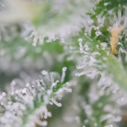 Super Skunk growlog timeline photo