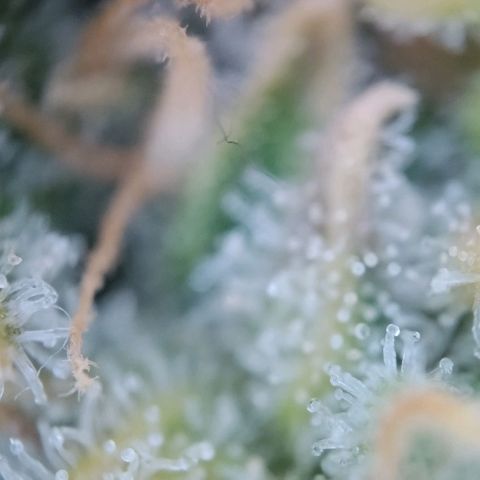 Super Skunk growlog timeline photo