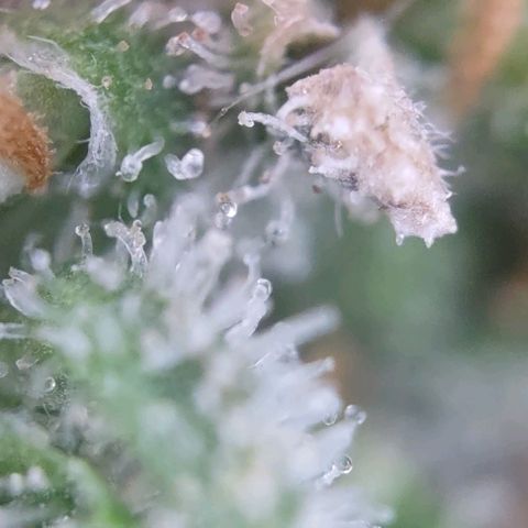 Super Skunk growlog timeline photo