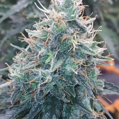 Super Skunk growlog timeline photo