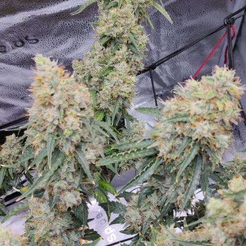 Super Skunk growlog timeline photo