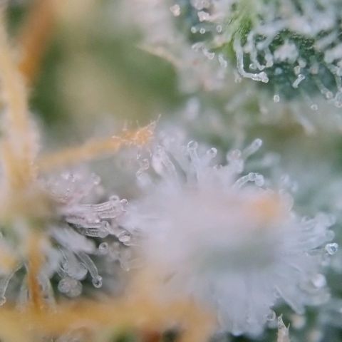 Super Skunk growlog timeline photo