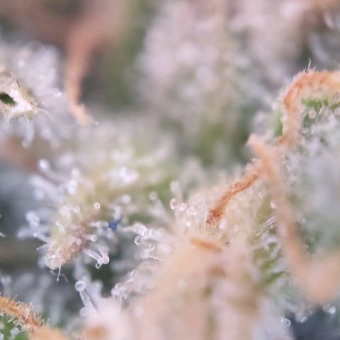 Super Skunk growlog timeline photo