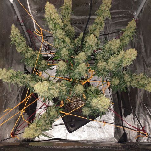 Super Skunk growlog timeline photo