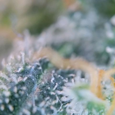 Super Skunk growlog timeline photo