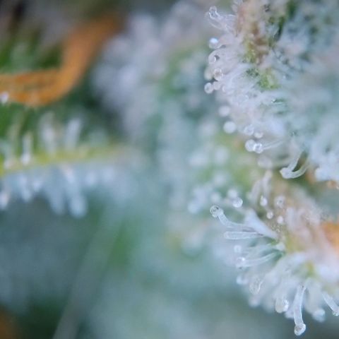 Super Skunk growlog timeline photo