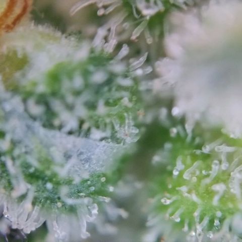 Super Skunk growlog timeline photo