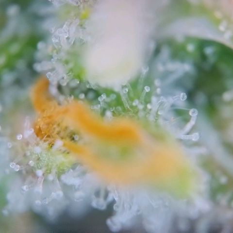 Super Skunk growlog timeline photo