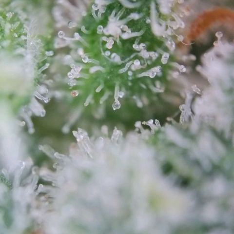 Super Skunk growlog timeline photo