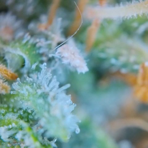 Super Skunk growlog timeline photo