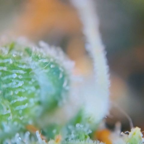 Super Skunk growlog timeline photo