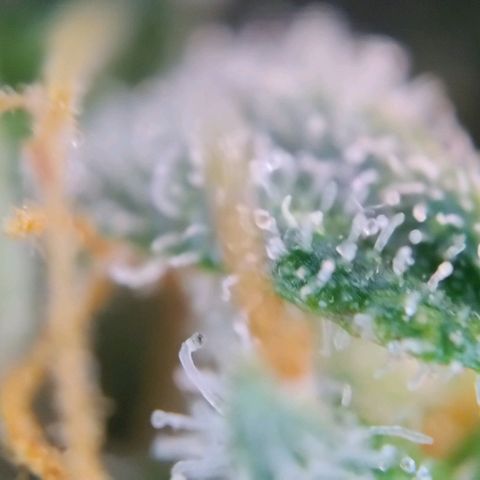 Super Skunk growlog timeline photo