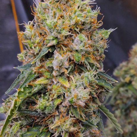 Super Skunk growlog timeline photo