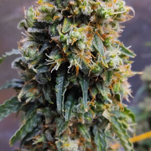 Super Skunk growlog timeline photo