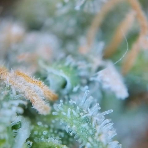 Super Skunk growlog timeline photo
