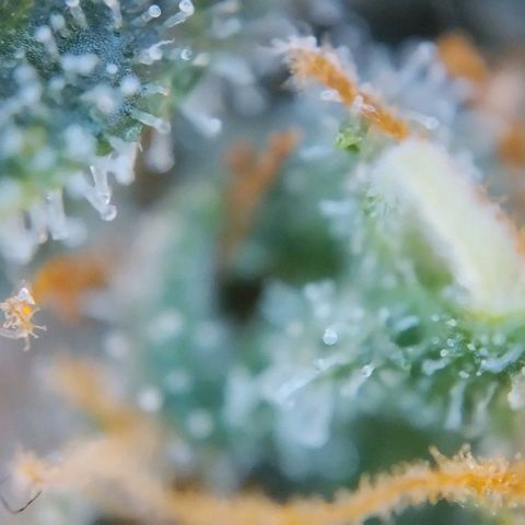 Super Skunk growlog timeline photo