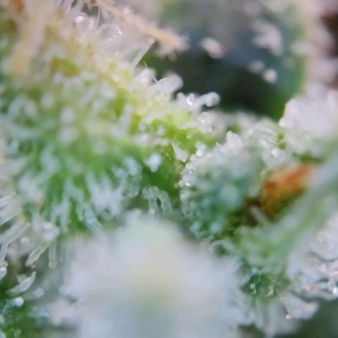 Super Skunk growlog timeline photo