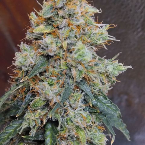 Super Skunk growlog timeline photo
