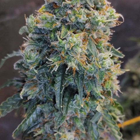 Super Skunk growlog timeline photo