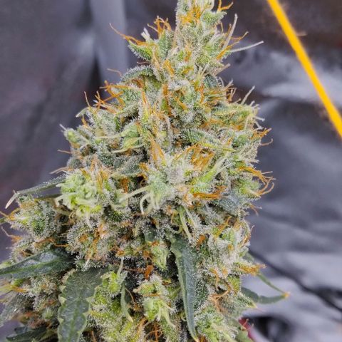 Super Skunk growlog timeline photo