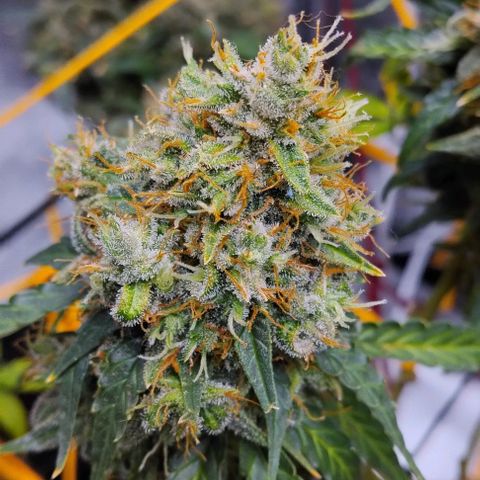 Super Skunk growlog timeline photo