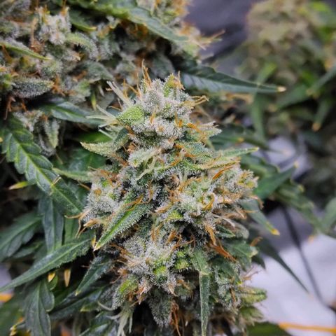 Super Skunk growlog timeline photo