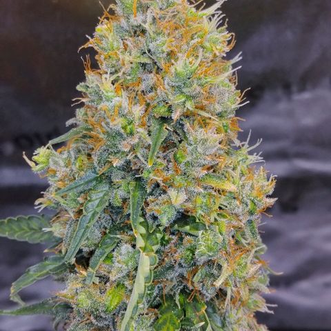 Super Skunk growlog timeline photo