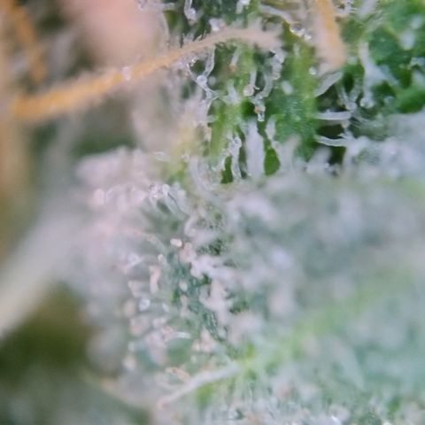 Super Skunk growlog timeline photo