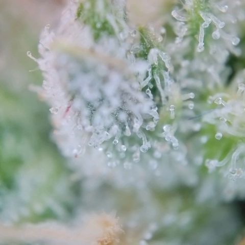 Super Skunk growlog timeline photo