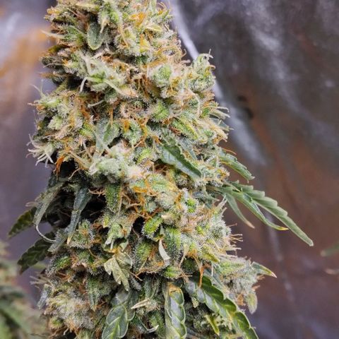 Super Skunk growlog timeline photo