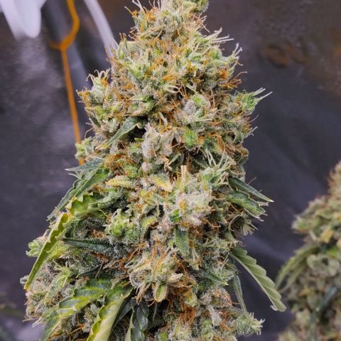 Super Skunk growlog timeline photo