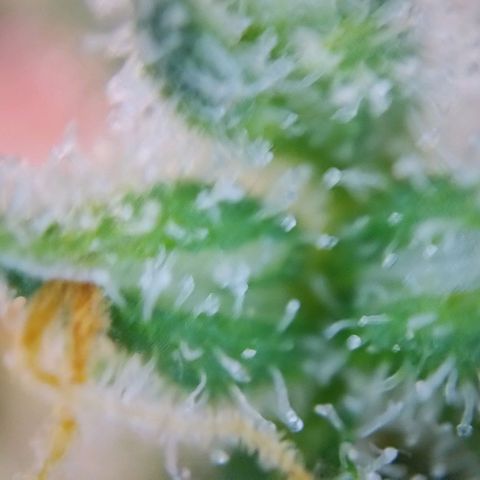 Super Skunk growlog timeline photo
