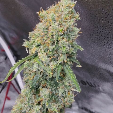 Super Skunk growlog timeline photo