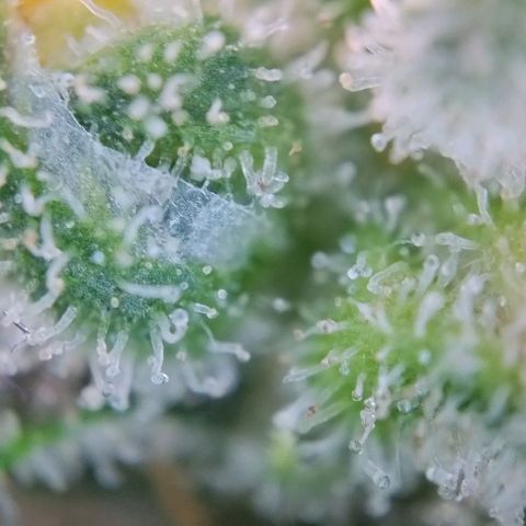 Super Skunk growlog timeline photo