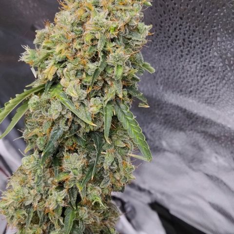 Super Skunk growlog timeline photo